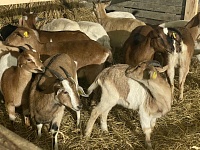 Прирост поголовья скота в Хабаровском районе
