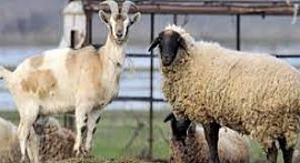 Приглашаем на практический семинар для козоводов и овцеводов