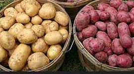 О реализации семян картофеля